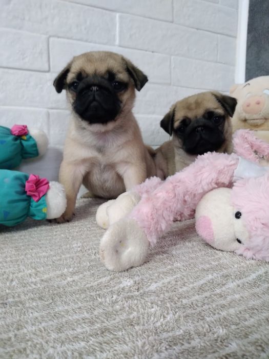 Розкішні мопсики