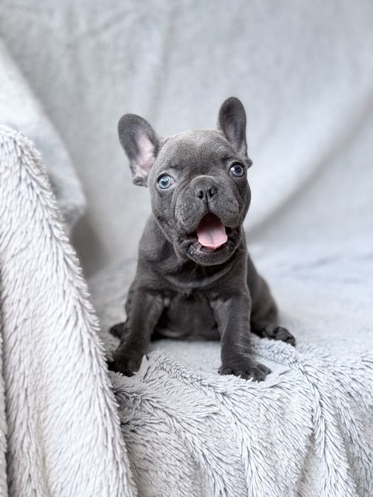Buldog Francuski szczeniak