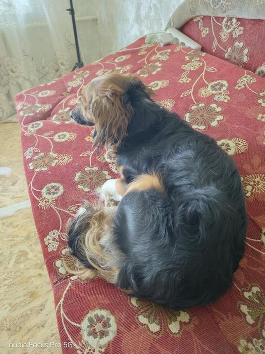 Отдам в добрые руки