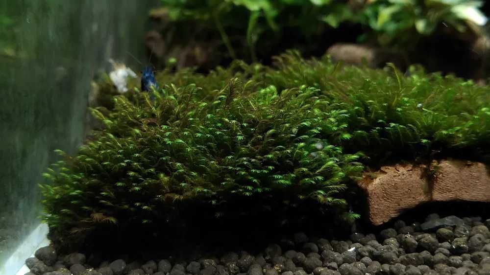 Fissidens Splachnobryoides