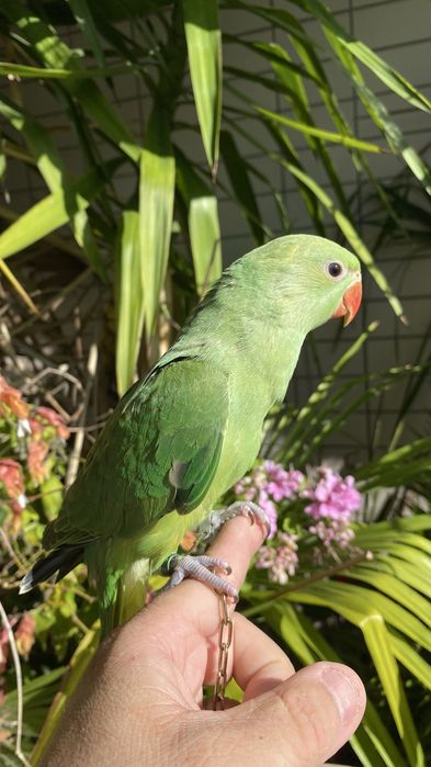 Ring neck domesticado