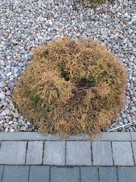 Tuje karłowe golden tuffet