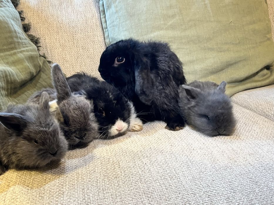 Coelho anão orelhudo/ belier