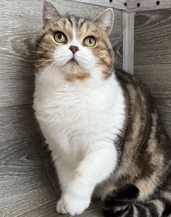 Кішка в добрі руки