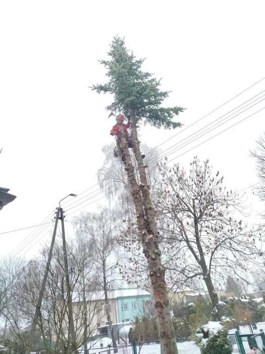 Tree Serv Wycinka oraz pielęgnacja drzew i krzewów.