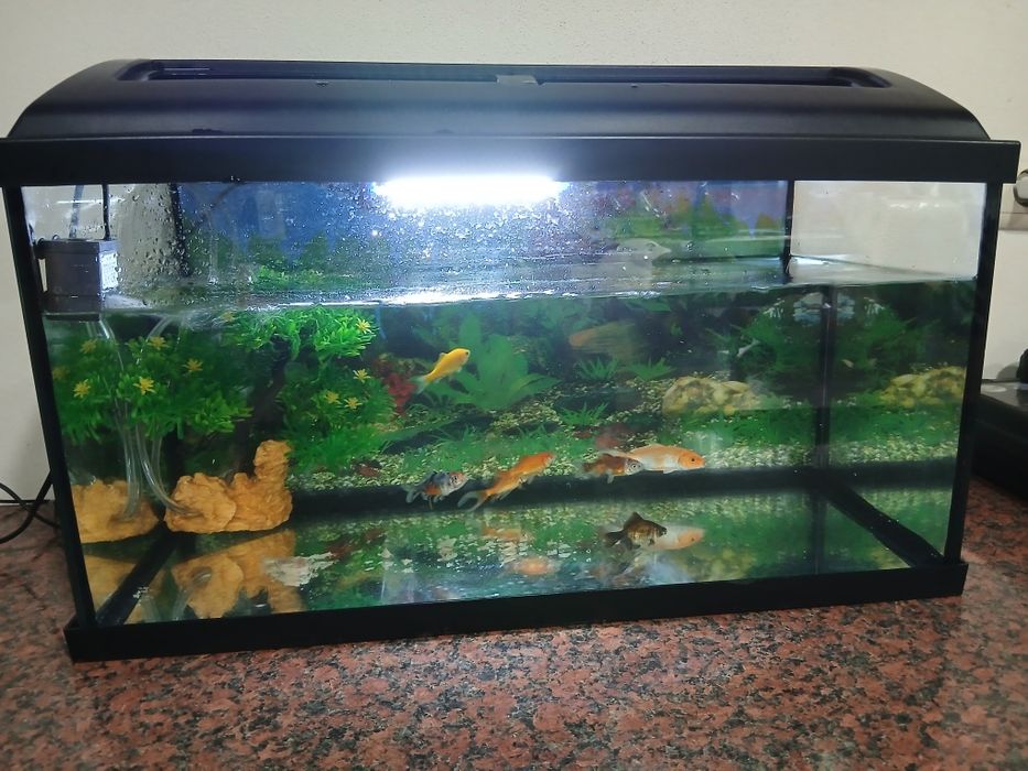 Vendo aquario com tudo que esta na foto (incluindo peixes)