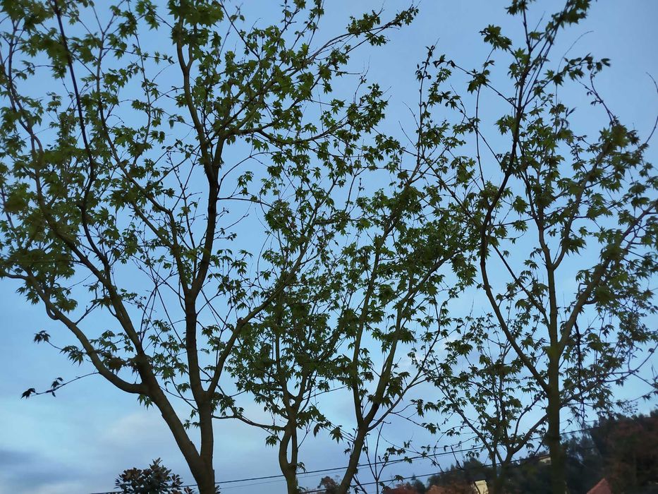 Ácer palmatum verde folha pequena 3,50m