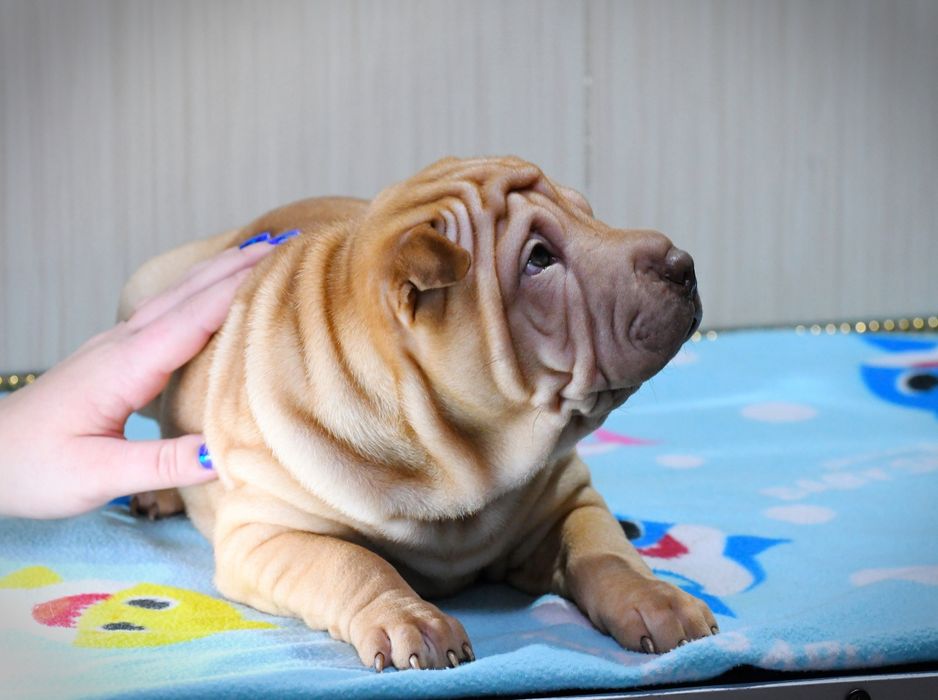 Шарпей дівчинка шукає нову родину