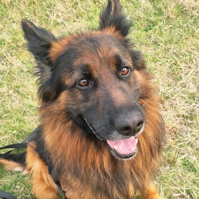 Shadow, owczarek szuka domu