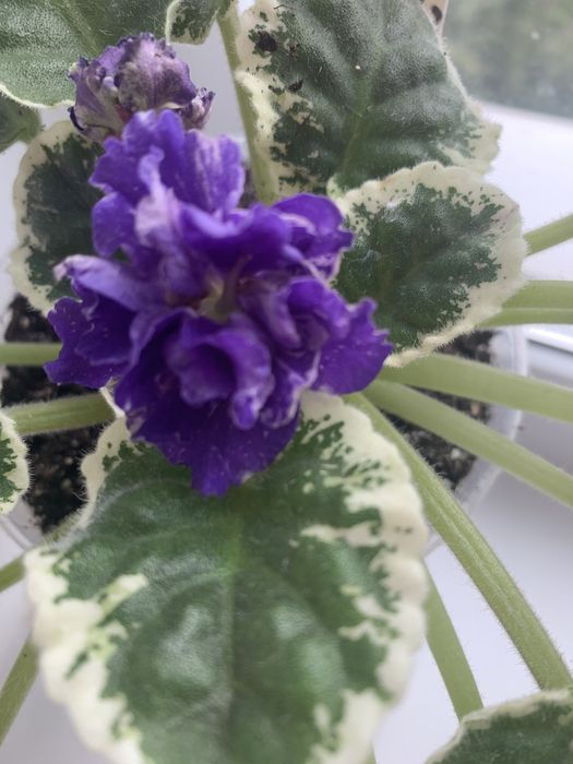 Фиалка  DN-цветные валентинки