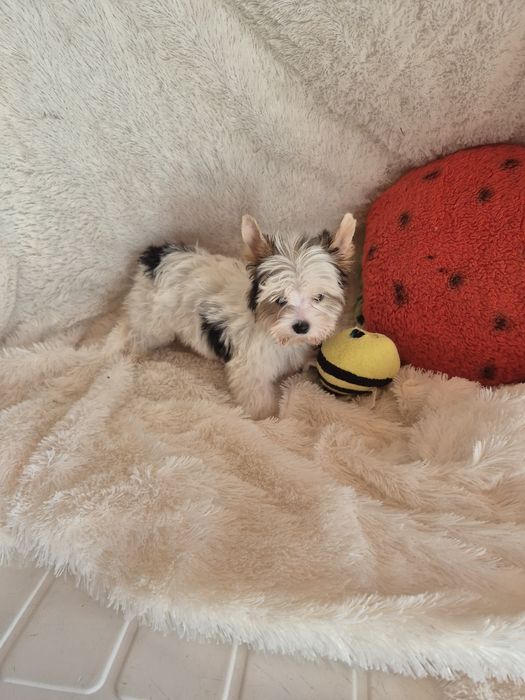 Biewer Terrier Macho Miniatura Criadora Registada PT3088FL