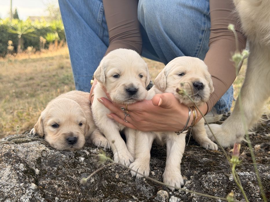 Golden Retriever