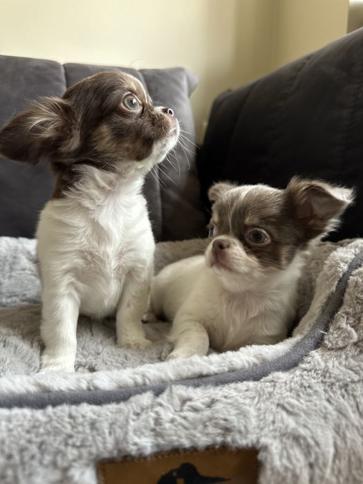 Dziewczyna  Chihuahua