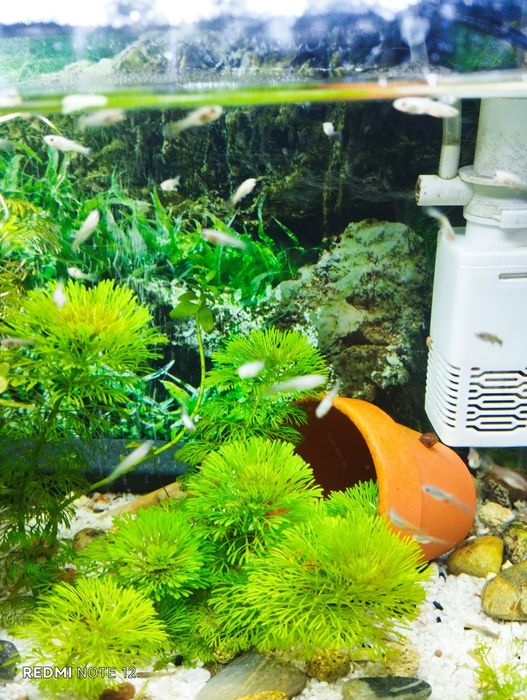 Guppies bebés  para venda