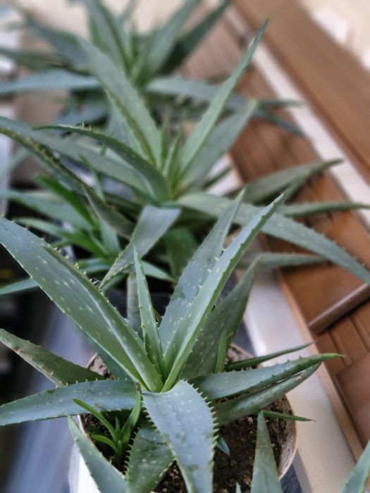 Разные сорта Алоэ. Детки и взрослые растения