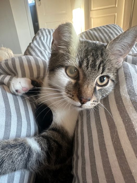 Kochany Lufcik zwany Statywem ma trzy łapki…