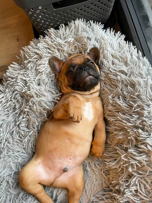 Яркий окрас! Щенки французского бульдога! Киев!