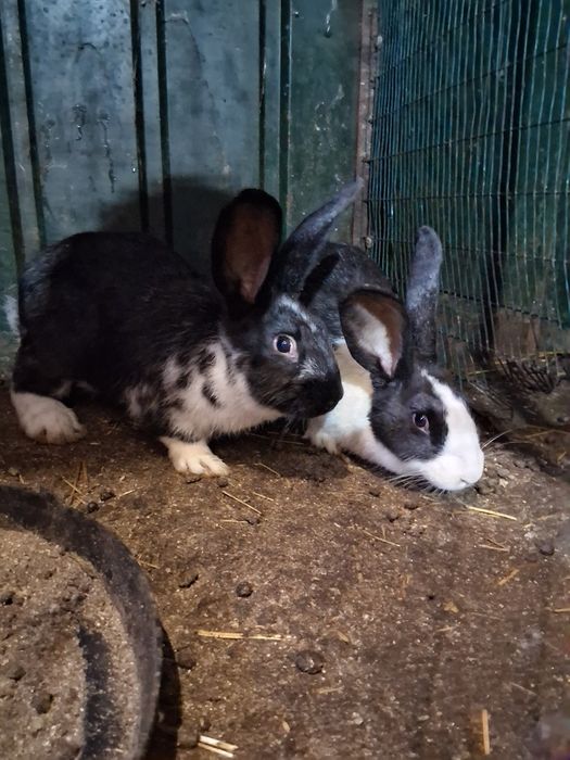 Vendo coelhos de ninhadas novas!