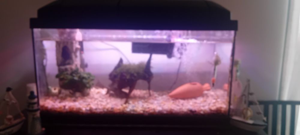 Aquário 60 l Completo