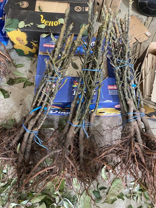 Саженцы плодовых деревьев / Саджанці ОПТ