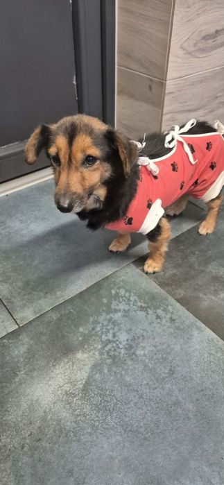 Malutka, jamnikowata suczka - do adopcji