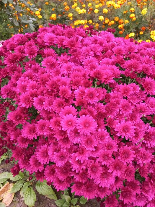 Хризантеми, багаторічники