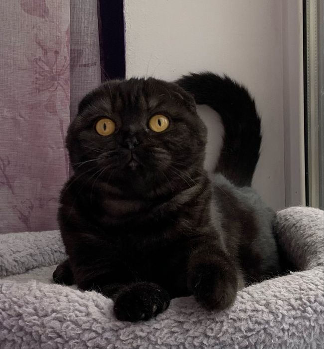 Шикарный Фолд котик