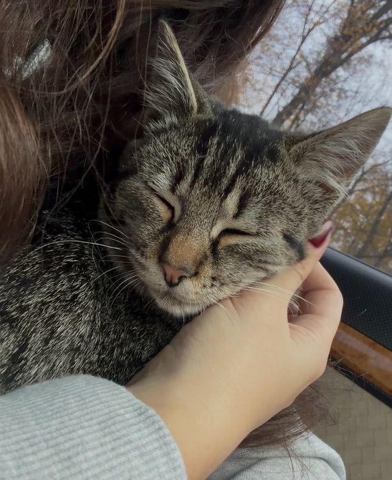 Котик 7 місяців, дуже лагідний