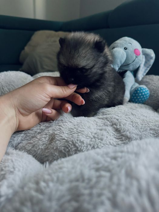 **Mija**Szpic miniaturowy, pomeranian, malutka sunia