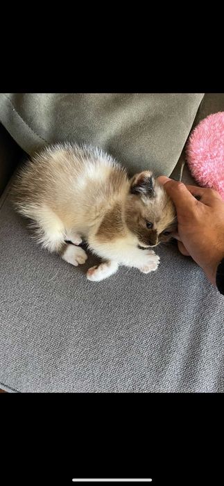 gato 3 meses para adoçao de ninhada