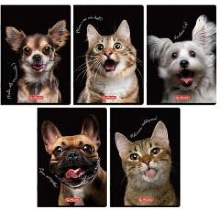 Zeszyt do słówek A6/16K kratka Crazy Animal(20szt) HERLITZ folia,