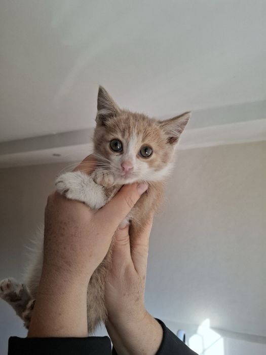 Котята в хорошие руки