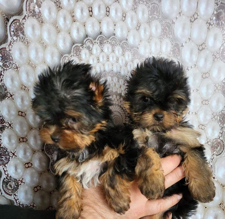 Розкішні міні цуценята