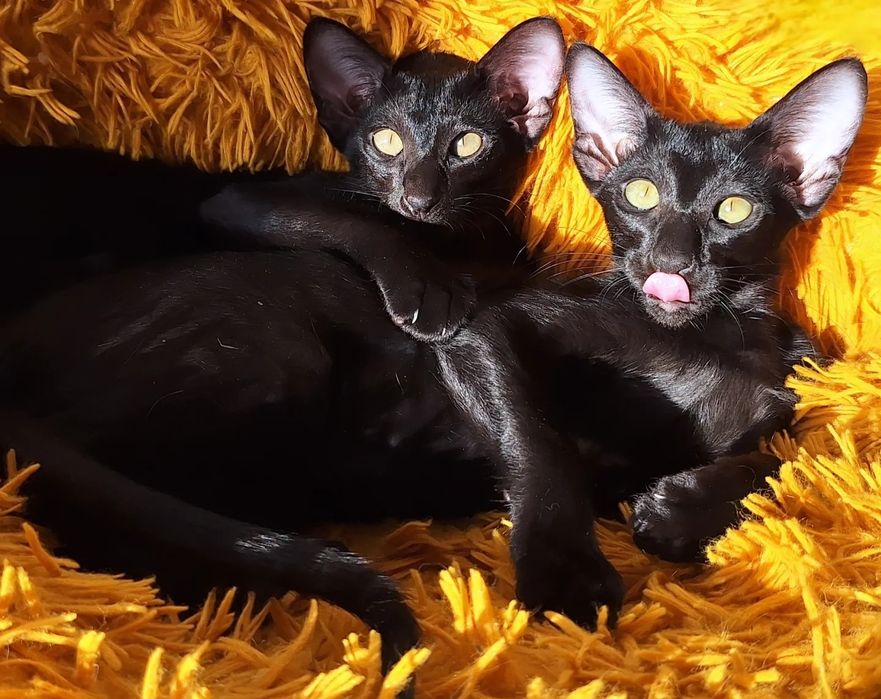 Ориентальные чертята