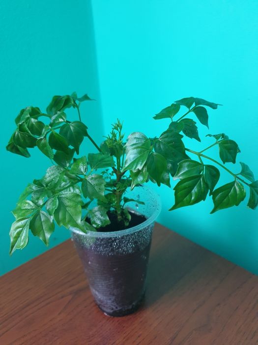 Радермахера,   . Стреліція.  Кротончік. Спатифілум.