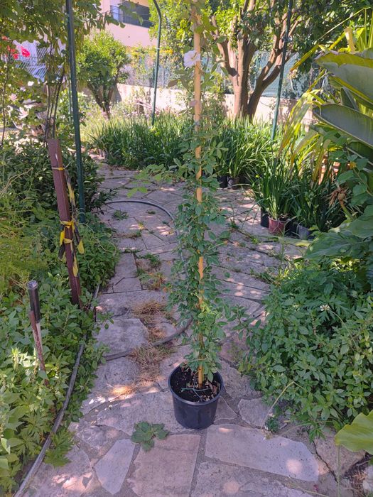 ROSA SANTA TERESINHA