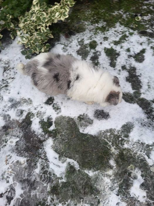 Piesek Border Collie blue merle