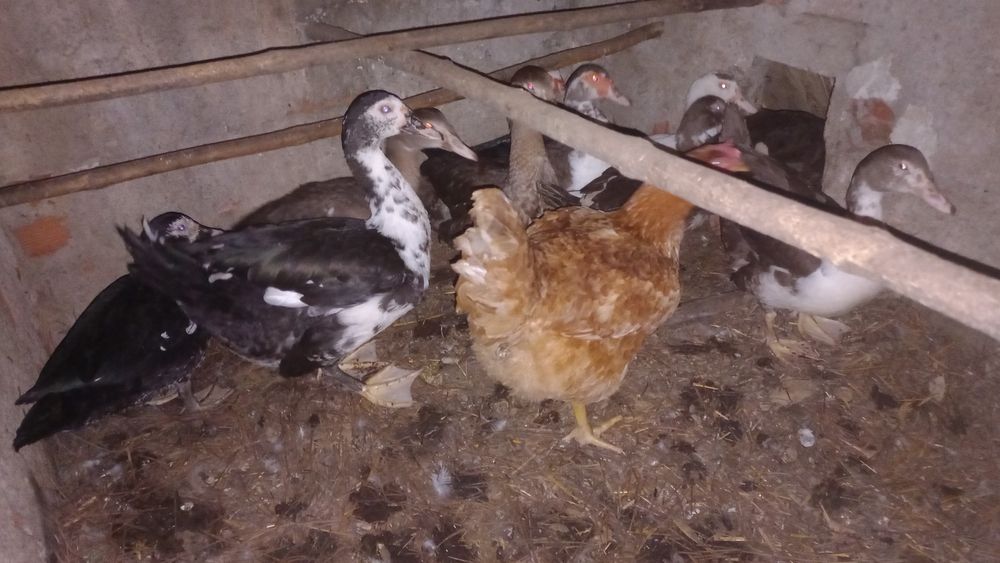 Vende se galinhas, frangos e patos