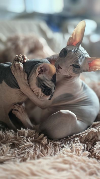 WCF DON Sphynx kotek