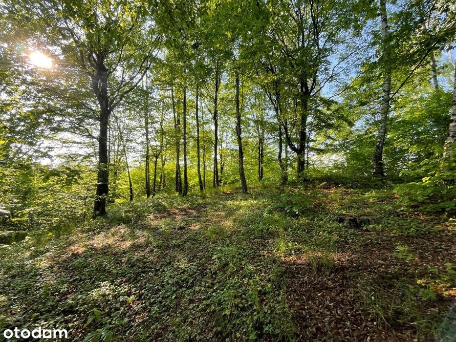 Działka - widok na jezioro Sasek Wielki. Dąbrowa - Widok 5