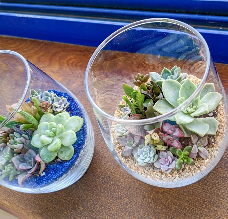 Флораріуми із сукулентами та кактусами у бетонних та скляних кашпо ...