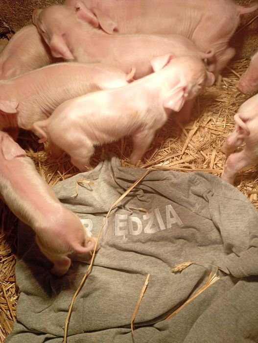 PÓŁTUSZE WIEPRZOWE, świnia,świeże, naturalne od rolnika własna hodowla