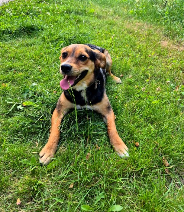 Małaa Lusia, sunia, 1, 5 roczna,10 kg, adopcja za darmo oddam