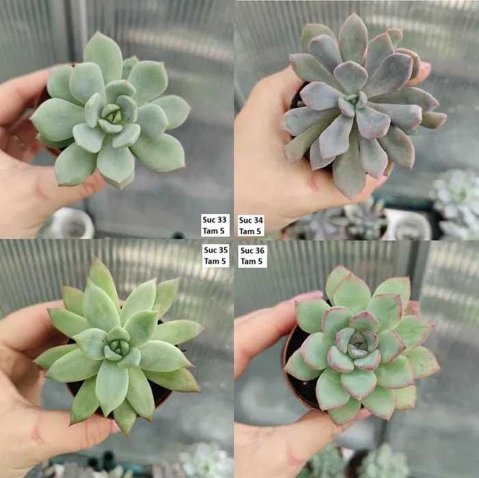 Suculentas Variadas: echeverias, cristatas, aeoniums, variegatas
