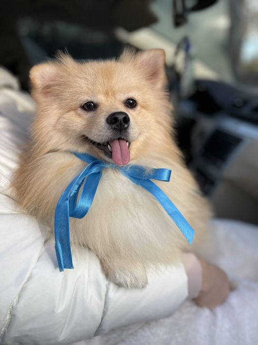 Померанські шпіци — Наймякші лапки цього року