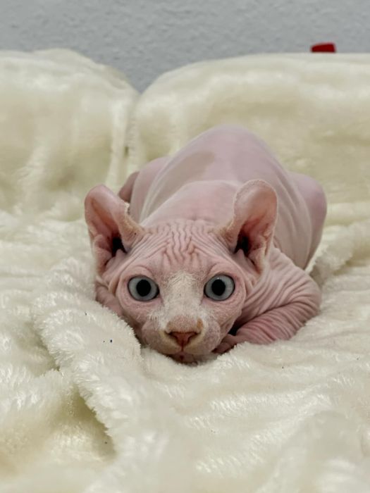 Котик ельф у вашу родину