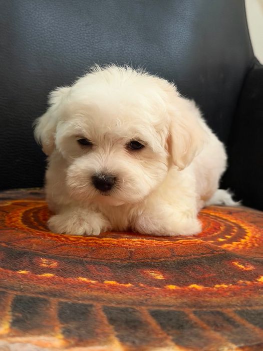 Bichon Maltes disponivel para alegrar uma familia