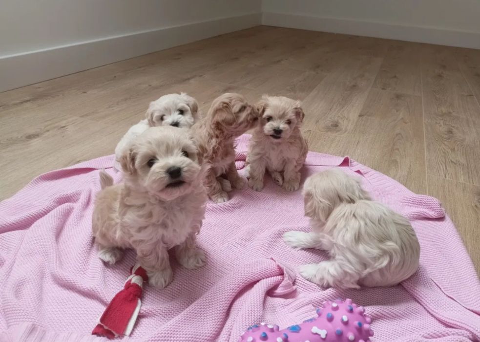 Мальтипу - ідеальна порода для дітей і алергіків Мальтипу ф1 і ф2