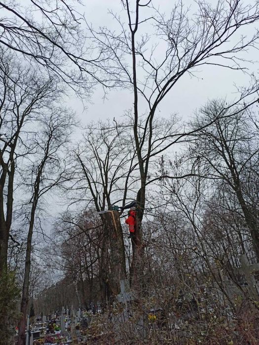 Wycinka przycinanie pielęgnacja drzew także bardzo trudnych