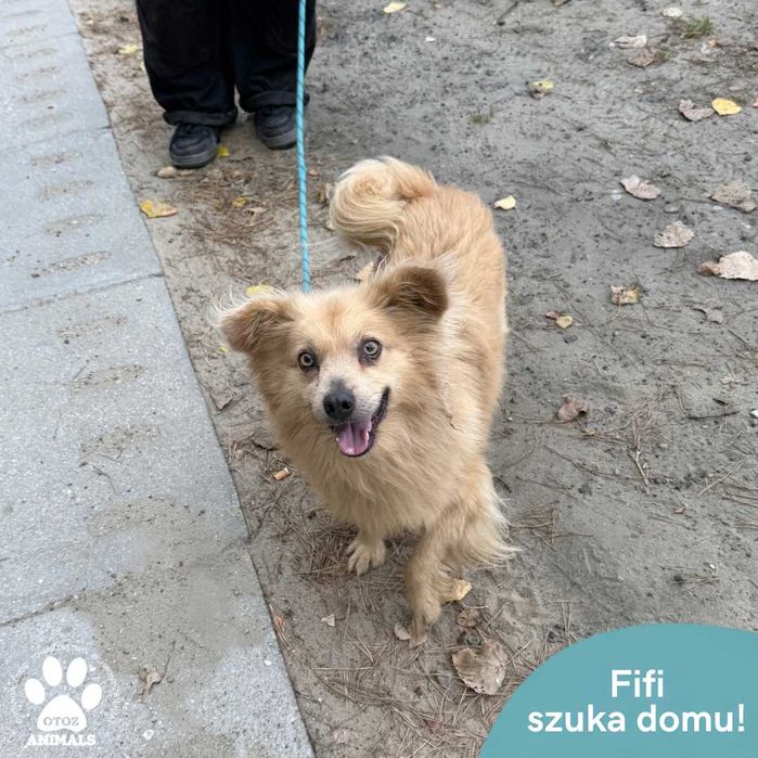 Fifi czeka na dom!